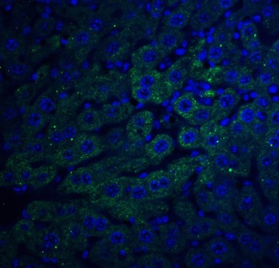 Immunocytochemistry/Immunofluorescence: FEM1B Antibody [NBP1-77300] - Staining of F1A alpha in mouse liver tissue with F1A alpha antibody at 20 ug/ml.