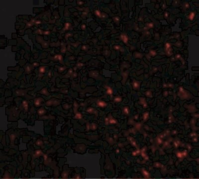 Immunofluorescence: FEM1B Antibody [NBP1-77300] - Immunofluorescence of F1A alpha in Mouse Liver cells with F1A alpha antibody at 20 ug/mL.