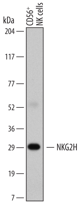 Western blot shows lysates of human CD56+ NK cells. PVDF membrane was probed with 2 µg/mL of Mouse Anti-Human NKG2H Monoclonal Antibody (Catalog # MAB6549) followed by HRP-conjugated Anti-Mouse IgG Secondary Antibody (Catalog # HAF007). A specific band was detected for NKG2H at approximately 30 kDa (as indicated). This experiment was conducted under reducing conditions and using Immunoblot Buffer Group 1.