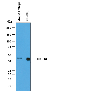 Western blot shows lysates of mouse embryo tissue and NIH‑3T3 mouse embryonic fibroblast cell line. PVDF membrane was probed with 0.25 µg/mL of Goat Anti-Mouse Pentraxin 3/TSG‑14 Antigen Affinity-purified Polyclonal Antibody (Catalog # AF2166) followed by HRP-conjugated Anti-Goat IgG Secondary Antibody (Catalog # HAF019). A specific band was detected for Pentraxin 3/TSG‑14 at approximately 42 kDa (as indicated). This experiment was conducted under reducing conditions and using Immunoblot Buffer Group 1.