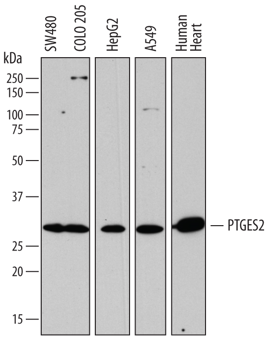 Western blot shows lysates of SW480 human colorectal adenocarcinoma cell line, COLO 205 human colorectal adenocarcinoma cell line, HepG2 human hepatocellular carcinoma cell line, A549 human lung carcinoma cell line, and human heart tissue. PVDF membrane was probed with 1 µg/mL of Sheep Anti-Human Prostaglandin E Synthase 2/PTGES2 Antigen Affinity-purified Polyclonal Antibody (Catalog # AF7627) followed by HRP-conjugated Anti-Sheep IgG Secondary Antibody (Catalog # HAF016). A specific band was detected for Prostaglandin E Synthase 2/PTGES2 at approximately 30-32 kDa (as indicated). This experiment was conducted under reducing conditions and using Immunoblot Buffer Group 1.