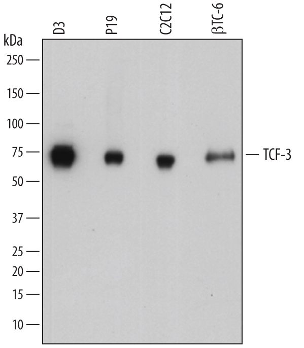 Western blot shows lysates of D3 mouse embryonic stem cell line, P19 mouse embryonal carcinoma cell line, C2C12 mouse myoblast cell line, and beta TC‑6 mouse beta cell insulinoma cell line. PVDF membrane was probed with 0.5 µg/mL of Sheep Anti-Mouse TCF‑3/E2A Antigen Affinity-purified Polyclonal Antibody (Catalog # AF7650) followed by HRP-conjugated Anti-Sheep IgG Secondary Antibody (Catalog # HAF016). Specific bands were detected for TCF‑3/E2A at approximately 70-75 kDa (as indicated). This experiment was conducted under reducing conditions and using Immunoblot Buffer Group 1.