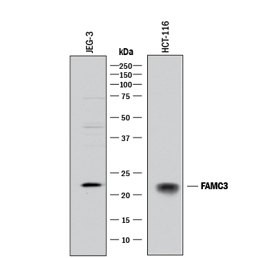 Western  blot shows lysates of JEG‑3 human epithelial choriocarcinoma cell  line and HCT‑116 human colorectal carcinoma cell line. PVDF  membrane was probed with 1 µg/mL of Goat Anti-Human FAM3C Antigen  Affinity-purified Polyclonal Antibody (Catalog # AF3084) followed by  HRP-conjugated Anti-Goat IgG Secondary Antibody (Catalog # HAF017).  A specific band was detected for FAM3C at approximately 22 kDa (as  indicated). This experiment was conducted under reducing conditions and using  Immunoblot  Buffer Group 1.