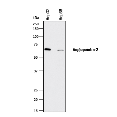 Western  blot shows lysates of HepG2 human hepatocellular carcinoma cell line and  Hep3B human hepatocellular carcinoma cell line. PVDF membrane was probed with  2 µg/mL of Goat Anti-Human Angiopoietin‑2 Polyclonal  Antibody (Catalog # AB623) followed by HRP-conjugated Anti-Goat IgG Secondary  Antibody (Catalog # HAF017).  A specific band was detected for Angiopoietin‑2 at approximately  65 kDa (as indicated). This experiment was conducted under reducing  conditions and using Immunoblot  Buffer Group 1.