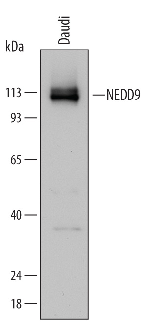 Western blot shows lysates of Daudi human Burkitt's lymphoma cell line. PVDF Membrane was probed with 0.1 µg/mL of Mouse Anti-Human NEDD9/CASL Monoclonal Antibody (Catalog # MAB5459) followed by HRP-conjugated Anti-Mouse IgG Secondary Antibody (Catalog # HAF007). Specific bands were detected for NEDD9/CASL at approximately 110 kDa & 113 kDa (as indicated). This experiment was conducted under reducing conditions and using Immunoblot Buffer Group 2.