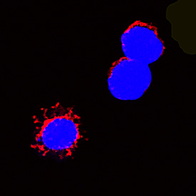 Fas Ligand/TNFSF6 was detected in immersion fixed rat splenocytes using Goat Anti-Rat Fas Ligand/TNFSF6 Antigen Affinity-purified Polyclonal Antibody (Catalog # AF1858) at 15 µg/mL for 3 hours at room temperature. Cells were stained using the NorthernLights™ 557-conjugated Anti-Goat IgG Secondary Antibody (red; Catalog # NL001) and counterstained with DAPI (blue). Specific staining was localized to cytoplasm. View our protocol for Fluorescent ICC Staining of Non-adherent Cells.