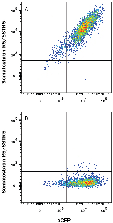 HEK293 human  embryonic kidney cell line transfected with either (A) human Somatostatin R5/SSTR5 or (B) irrelevant transfectants and  eGFP was stained with Mouse Anti-Human Somatostatin R5/SSTR5  Monoclonal Antibody (Catalog # MAB4448) followed by  Allophycocyanin-conjugated Anti-Mouse IgG Secondary Antibody  (Catalog # F0101B). Quadrant markers were set based on control antibody staining  (Catalog # MAB002).  View our protocol for Staining  Membrane-associated Proteins.