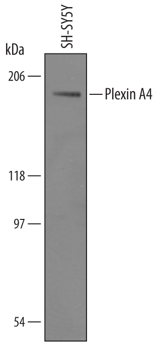 Western blot shows lysates of SH‑SY5Y human neuroblastoma cell line. PVDF Membrane was probed with 1 µg/mL of Sheep Anti-Human Plexin A4 Antigen Affinity-purified Polyclonal Antibody (Catalog # AF5856) followed by HRP-conjugated Anti-Goat IgG Secondary Antibody (Catalog # HAF019). A specific band was detected for Plexin A4 at approximately 200 kDa (as indicated). This experiment was conducted under reducing conditions and using Immunoblot Buffer Group 1.