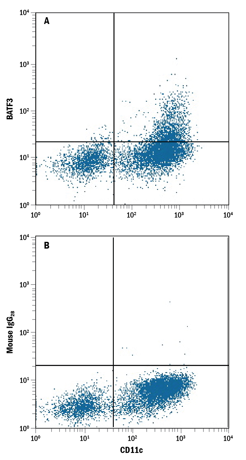 Human peripheral blood mononuclear cell (PBMC) monocytes were stained with Mouse Anti-Human CD11c PE‑conjugated Monoclonal Antibody (Catalog # FAB1777P) and either (A) Mouse Anti-Human BATF3 Monoclonal Antibody (Catalog # MAB7437) or (B) Mouse IgG2B Flow Cytometry Isotype Control (Catalog # MAB0041) followed by Allophycocyanin-conjugated Anti-Mouse IgG Secondary Antibody (Catalog # F0101B).
