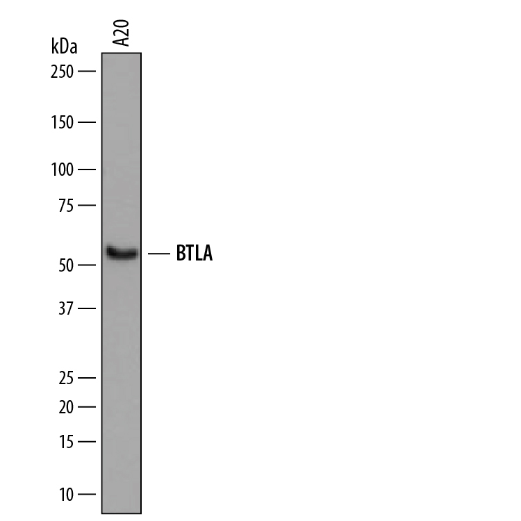Western blot shows lysates of A20 mouse B cell lymphoma cell line. PVDF membrane was probed with 2 µg/mL of Rat Anti-Mouse BTLA Monoclonal Antibody (Catalog # MAB7600) followed by HRP-conjugated Anti-Rat IgG Secondary Antibody (Catalog # HAF005). A specific band was detected for BTLA at approximately 55 kDa (as indicated). This experiment was conducted under reducing conditions and using Immunoblot Buffer Group 5.