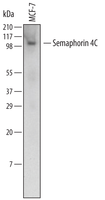Western blot shows lysates of MCF‑7 human breast cancer cell line. PVDF Membrane was probed with 2 µg/mL of Human Semaphorin 4C Monoclonal Antibody (Catalog # MAB6125) followed by HRP-conjugated Anti-Mouse IgG Secondary Antibody (Catalog # HAF007). A specific band was detected for Semaphorin 4C at approximately 100 kDa (as indicated). This experiment was conducted under non-reducing conditions and using Immunoblot Buffer Group 1.