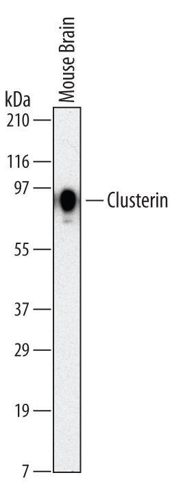 Western blot shows lysates of mouse brain tissue. PVDF membrane was probed with 2 µg/mL of Rat Anti-Mouse Clusterin  alpha  Chain Monoclonal Antibody (Catalog # MAB2747) followed by HRP-conjugated Anti-Rat IgG Secondary Antibody (Catalog # HAF005). A specific band was detected for Clusterin at approximately 80 kDa (as indicated). This experiment was conducted under non-reducing conditions and using Immunoblot Buffer Group 1.