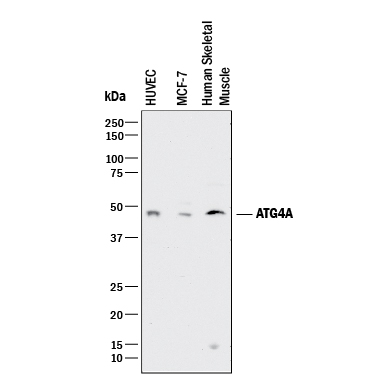 Western  blot shows lysates of HUVEC human umbilical vein endothelial cells,  MCF‑7 human breast cancer cell line, and human skeletal muscle  tissue. PVDF membrane was probed with 1 µg/mL of Sheep Anti-Human  ATG4A Antigen Affinity-purified Polyclonal Antibody (Catalog # AF4324)  followed by HRP-conjugated Anti-Sheep IgG Secondary Antibody  (Catalog # HAF016).  A specific band was detected for ATG4A at approximately 48 kDa (as  indicated). This experiment was conducted under reducing conditions and using  Immunoblot  Buffer Group 1.