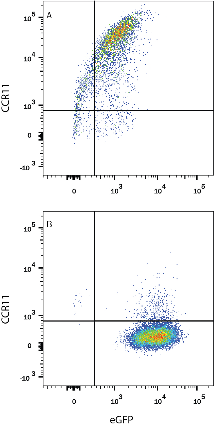HEK293 human  embryonic kidney cell line transfected with either (A) human CCR11 or (B) irrelevant transfectants and eGFP was stained  with Mouse Anti-Human CCR11 Monoclonal Antibody (Catalog # MAB6899) followed  by Allophycocyanin-conjugated Anti-Mouse IgM Secondary Antibody  (Catalog # F0117). Quadrant markers were set based on control antibody staining. View our  protocol for Staining  Membrane-associated Proteins.