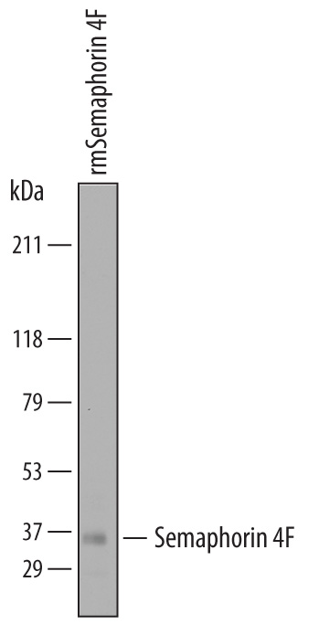 Western blot shows recombinant mouse Semaphorin 4F. PVDF membrane was probed with 1 µg/mL of Sheep Anti-Mouse Semaphorin 4F Antigen Affinity-purified Polyclonal Antibody (Catalog # AF7200) followed by HRP-conjugated Anti-Sheep IgG Secondary Antibody (Catalog # HAF016). A specific band was detected for recombinant mouse Semaphorin 4F at approximately 35 kDa (as indicated). This experiment was conducted under reducing conditions and using Immunoblot Buffer Group 8.