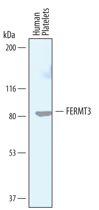Western blot shows lysates of human platelets. PVDF membrane was probed with 0.5 µg/mL of Sheep Anti-Human FERMT3 Antigen Affinity-purified Polyclonal Antibody (Catalog # AF7004) followed by HRP-conjugated Anti-Sheep IgG Secondary Antibody (Catalog # HAF016). A specific band was detected for FERMT3 at approximately 80 kDa (as indicated). This experiment was conducted under reducing conditions and using Immunoblot Buffer Group 1.