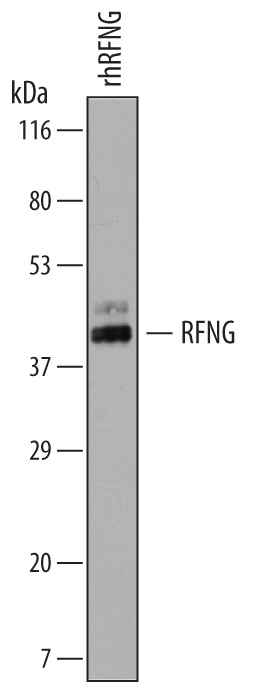 Western blot shows recombinant human RFNG (10 ng/lane). PVDF membrane was probed with 1 µg/mL of Sheep Anti-Human RFNG Antigen Affinity-purified Polyclonal Antibody (Catalog # AF7198) followed by HRP-conjugated Anti-Sheep IgG Secondary Antibody (Catalog # HAF016). A specific band was detected for RFNG at approximately 40 kDa (as indicated). This experiment was conducted under reducing conditions and using Immunoblot Buffer Group 8.