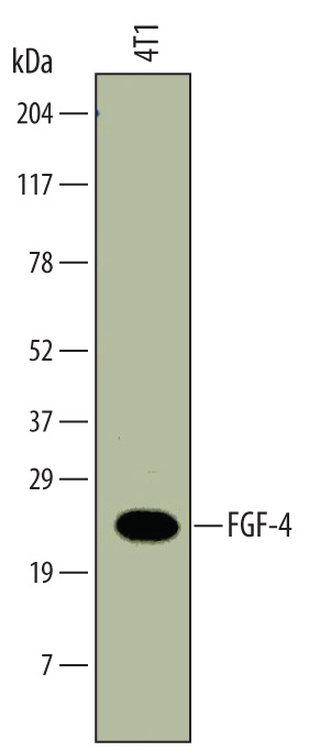 Western blot shows lysates of 4T1 mouse breast cancer cell line. PVDF membrane was probed with 1 µg/mL of Rat Anti-Mouse FGF‑4 Monoclonal Antibody (Catalog # MAB58461) followed by HRP-conjugated Anti-Rat IgG Secondary Antibody (Catalog # HAF005). A specific band was detected for FGF‑4 at approximately 22 kDa (as indicated). This experiment was conducted under reducing conditions and using Immunoblot Buffer Group 1.