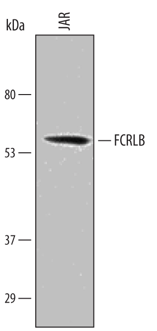 Western blot shows lysates of JAR human choriocarcinoma cell line. PVDF Membrane was probed with 1 µg/mL of Human FCRLB/FCRY Antigen Affinity-purified Polyclonal Antibody (Catalog # AF4705) followed by HRP-conjugated Anti-Sheep IgG Secondary Antibody (Catalog # HAF016). A specific band was detected for FCRLB/FCRY at approximately 57-60 kDa (as indicated). This experiment was conducted under reducing conditions and using Immunoblot Buffer Group 1.