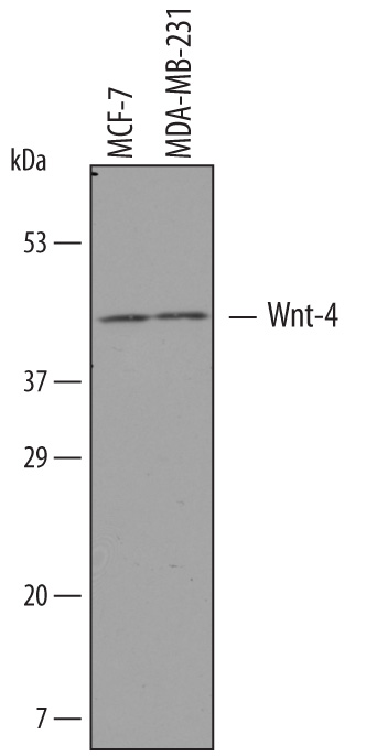 Western blot shows lysates of MCF‑7 human breast cancer cell line and MDA‑MB‑231 human breast cancer cell line. PVDF membrane was probed with 1 µg/mL of Sheep Anti-Human Wnt‑4 Antigen Affinity-purified Polyclonal Antibody (Catalog # AF6076) followed by HRP-conjugated Anti-Sheep IgG Secondary Antibody (Catalog # HAF016). A specific band was detected for Wnt‑4 at approximately 42 kDa (as indicated). This experiment was conducted under reducing conditions and using Immunoblot Buffer Group 8.