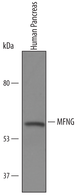 Western blot shows lysates of human pancreas tissue. PVDF Membrane was probed with 1 µg/mL of Sheep Anti-Human MFNG Antigen Affinity-purified Polyclonal Antibody (Catalog # AF6355) followed by HRP-conjugated Anti-Sheep IgG Secondary Antibody (Catalog # HAF016). A specific band was detected for MFNG at approximately 55 kDa (as indicated). This experiment was conducted under reducing conditions and using Immunoblot Buffer Group 8.