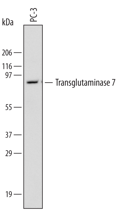 Western blot shows lysates of PC‑3 human prostate cancer cell line. PVDF Membrane was probed with 2 µg/mL of Rat Anti-Human Transglutaminase 7/TGM7 Monoclonal Antibody (Catalog # MAB5426) followed by HRP-conjugated Anti-Rat IgG Secondary Antibody (Catalog # HAF005). A specific band was detected for Transglutaminase 7/TGM7 at approximately 80 kDa (as indicated). This experiment was conducted under reducing conditions and using Immunoblot Buffer Group 1.