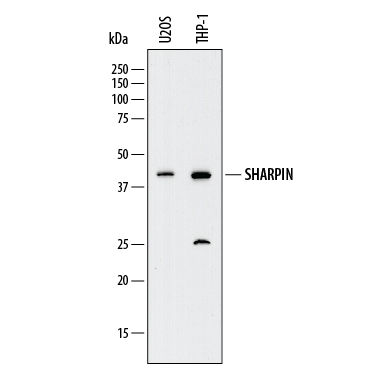 Western blot shows lysates of U2OS human osteosarcoma cell line and THP‑1 human acute monocytic leukemia cell line. PVDF membrane was probed with 2 µg/mL of Mouse Anti-Human SHARPIN Monoclonal Antibody (Catalog # MAB8100) followed by HRP-conjugated Anti-Mouse IgG Secondary Antibody (Catalog # HAF018). A specific band was detected for SHARPIN at approximately 43 kDa (as indicated). This experiment was conducted under reducing conditions and using Immunoblot Buffer Group 1.