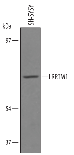 Western blot shows lysates of SH‑SY5Y human neuroblastoma cell line. PVDF Membrane was probed with 1 µg/mL of Sheep Anti-Human LRRTM1 Antigen Affinity-purified Polyclonal Antibody (Catalog # AF4897) followed by HRP-conjugated Anti-Sheep IgG Secondary Antibody (Catalog # HAF016). A specific band was detected for LRRTM1 at approximately 65 kDa (as indicated). This experiment was conducted under reducing conditions and using Immunoblot Buffer Group 8.