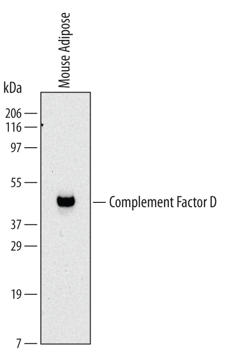 Western blot shows lysates of mouse adipose tissue. PVDF Membrane was probed with 2 µg/mL of Rat Anti-Mouse Complement Factor D/Adipsin Monoclonal Antibody (Catalog # MAB5430) followed by HRP-conjugated Anti-Rat IgG Secondary Antibody (Catalog # HAF005). A specific band was detected for Complement Factor D/Adipsin at approximately 40 kDa (as indicated). This experiment was conducted under reducing conditions and using Immunoblot Buffer Group 1.