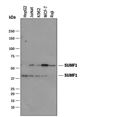 Western blot shows lysates of HepG2 human hepatocellular carcinoma cell line, Jurkat human acute T cell leukemia cell line, K562 human chronic myelogenous leukemia cell line, MCF‑7 human breast cancer cell line, and Raji human Burkitt's lymphoma cell line. PVDF membrane was probed with 1 µg/mL of Goat Anti-Human Sulfatase Modifying Factor 1/SUMF1 Antigen Affinity-purified Polyclonal Antibody (Catalog # AF3680) followed by HRP-conjugated Anti-Goat IgG Secondary Antibody (Catalog # HAF019). Specific bands were detected for Sulfatase Modifying Factor 1/SUMF1 at approximately 40 and 55 kDa (as indicated). This experiment was conducted under reducing conditions and using Immunoblot Buffer Group 1.