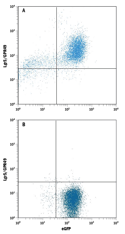 HEK293 human embryonic kidney cell line transfected with (A) mouse Lgr5/GPR49 or (B) irrelevant transfectant and eGFP was stained with Rat Anti-Mouse Lgr5/GPR49 Monoclonal Antibody (Catalog # MAB82401) followed by Allophycocyanin-conjugated Anti-Rat IgG Secondary Antibody (Catalog # F0113). Quadrant markers were set based on control antibody staining (Catalog # MAB0061).