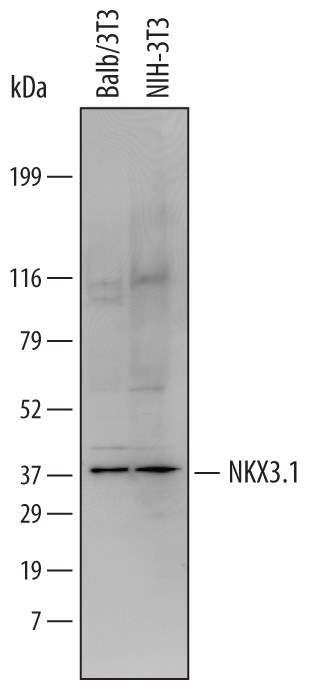 Western blot shows lysates of Balb/3T3 mouse embryonic fibroblast cell line and NIH‑3T3 mouse embryonic fibroblast cell line. PVDF Membrane was probed with 1 µg/mL of Mouse NKX3.1 Antigen Affinity-purified Polyclonal Antibody (Catalog # AF6475) followed by HRP-conjugated Anti-Sheep IgG Secondary Antibody (Catalog # HAF016). A specific band was detected for NKX3.1 at approximately 38 kDa (as indicated). This experiment was conducted under reducing conditions and using Immunoblot Buffer Group 1.