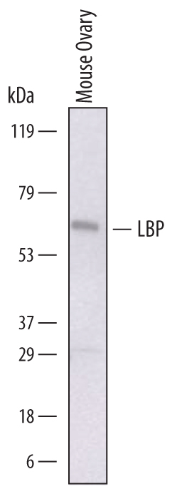 Western blot shows lysates of mouse ovary tissue. PVDF membrane was probed with 1 µg/mL of Sheep Anti-Mouse LBP Antigen Affinity-purified Polyclonal Antibody (Catalog # AF6635) followed by HRP-conjugated Anti-Sheep IgG Secondary Antibody (Catalog # HAF016). A specific band was detected for LBP at approximately 65 kDa (as indicated). This experiment was conducted under reducing conditions and using Immunoblot Buffer Group 1.