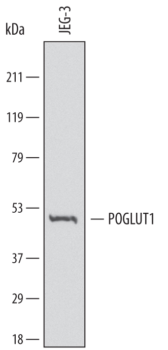 Western blot shows lysates of JEG‑3 human epithelial choriocarcinoma cell line. PVDF membrane was probed with 2 µg/mL of Mouse Anti-Human Protein O‑Glucosyltransferase 1/POGLUT Monoclonal Antibody (Catalog # MAB6437) followed by HRP-conjugated Anti-Mouse IgG Secondary Antibody (Catalog # HAF007). A specific band was detected for Protein O‑Glucosyltransferase 1/POGLUT at approximately 46 kDa (as indicated). This experiment was conducted under reducing conditions and using Immunoblot Buffer Group 1.