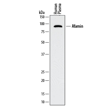 Western blot shows human plasma. PVDF membrane was probed with 0.5 µg/mL of Mouse Anti-Human Afamin Monoclonal Antibody (Catalog # MAB8065) followed by HRP-conjugated Anti-Mouse IgG Secondary Antibody (Catalog # HAF018). A specific band was detected for Afamin at approximately 85-90 kDa (as indicated). This experiment was conducted under reducing conditions and using Immunoblot Buffer Group 1.