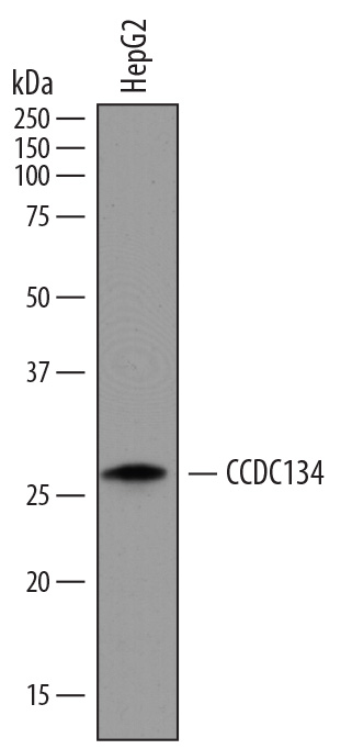 Western blot shows lysates of HepG2 human hepatocellular carcinoma cell line. PVDF membrane was probed with 1 µg/mL of Mouse Anti-Human CCDC134 Monoclonal Antibody (Catalog # MAB7784) followed by HRP-conjugated Anti-Mouse IgG Secondary Antibody (Catalog # HAF007). A specific band was detected for CCDC134 at approximately 30 kDa (as indicated). This experiment was conducted under reducing conditions and using Immunoblot Buffer Group 1.