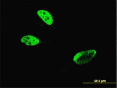 Immunocytochemistry/Immunofluorescence: HLF Antibody (M2) [H00003131-M04] - Immunofluorescence of to HLF ( Cat# H00003131-M04 ) on HeLa cell.