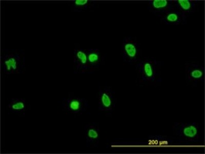 Immunocytochemistry/Immunofluorescence: HNRPGT Antibody (6F11) [H00027288-M01] - Analysis of monoclonal antibody to HNRNPG-T on HeLa cell. Antibody concentration 10 ug/ml.