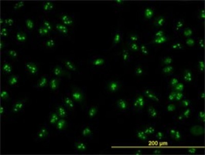 Immunocytochemistry/Immunofluorescence: HSPC111 Antibody (1G4) [H00051491-M01] - Analysis of monoclonal antibody to HSPC111 on HeLa cell. Antibody concentration 10 ug/ml.