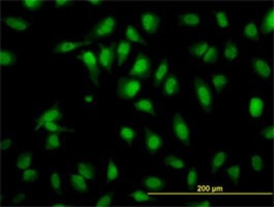 Immunocytochemistry/Immunofluorescence: SH2D4A Antibody (3G8) [H00063898-M01] - Analysis of monoclonal antibody to SH2D4A on HeLa cell. Antibody concentration 30 ug/ml.