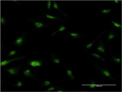 Immunocytochemistry/Immunofluorescence: NUPL1 Antibody (3G11) [H00009818-M01] - Analysis of monoclonal antibody to NUPL1 on HeLa cell. Antibody concentration 10 ug/ml.