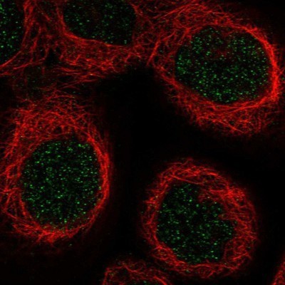 Immunocytochemistry/Immunofluorescence: SRp55 Antibody [NBP1-90043] - Staining of human cell line A-431 shows positivity in nucleus but not nucleoli.