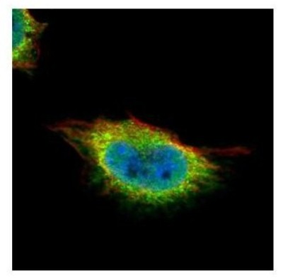 Immunocytochemistry/Immunofluorescence: GMEB1 Antibody [NBP2-16694] - Confocal immunofluorescence analysis of paraformaldehyde-fixed HeLa, using GMEB1 antibody (Green) at 1:500 dilution. Alpha-tubulin filaments are labeled with Alpha-tubulin antibody (Red) at 1:2000.