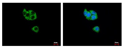 Immunocytochemistry/Immunofluorescence: GCDH Antibody [NBP2-16622] - HepG2 cells were fixed in -20C 100% MeOH for 5 min. Green: GCDH protein stained by GCDH antibody diluted at 1:500. Blue: Hoechst 33343 staining.