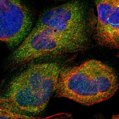 Immunocytochemistry/Immunofluorescence: SDSL Antibody [NBP1-87058] - Immunofluorescent staining of human cell line U-2 OS shows localization to cytosol.