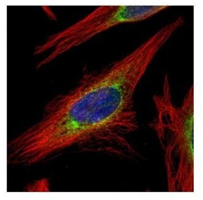 Immunocytochemistry/Immunofluorescence: LRRC59 Antibody [NBP2-17172] - Confocal immunofluorescence analysis of methanol-fixed HeLa, using LRRC59 antibody (Green) at 1:500 dilution. Alpha-tubulin filaments are labeled with Alpha-tubulin antibody (Red) at 1:2000.