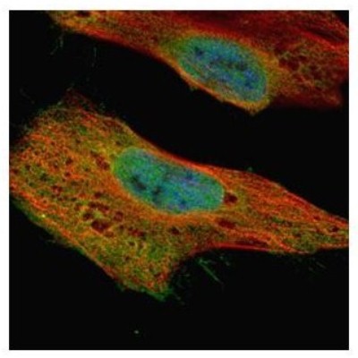 Immunocytochemistry/Immunofluorescence: GLE1 Antibody [NBP1-32714] - Paraformaldehyde-fixed HeLa, using GLE1 antibody (Green) at 1:500 dilution. Alpha-tubulin filaments were labeled with an alpha Tubulin antibody (Red) at 1:2500.