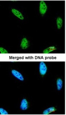 Immunocytochemistry/Immunofluorescence: IPMK Antibody [NBP1-32250] - Paraformaldehyde-fixed HeLa, using antibody at 1:200 dilution.