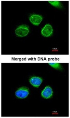 Immunocytochemistry/Immunofluorescence: AKR7A2 Antibody [NBP1-32828] - Paraformaldehyde-fixed HeLa, using antibody at 1:200 dilution.