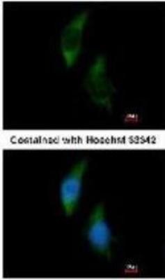 Immunocytochemistry/Immunofluorescence: FARSLA Antibody [NBP1-33308] - Methanol-fixed HeLa, using FARSLA antibody at 1:200 dilution.